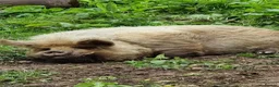 Pig livestock for sale: 2 Kunekune Pigs: Morris (Boar) and Nutty (Barrow) - Advert 3