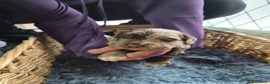 Cocker Spaniel 4