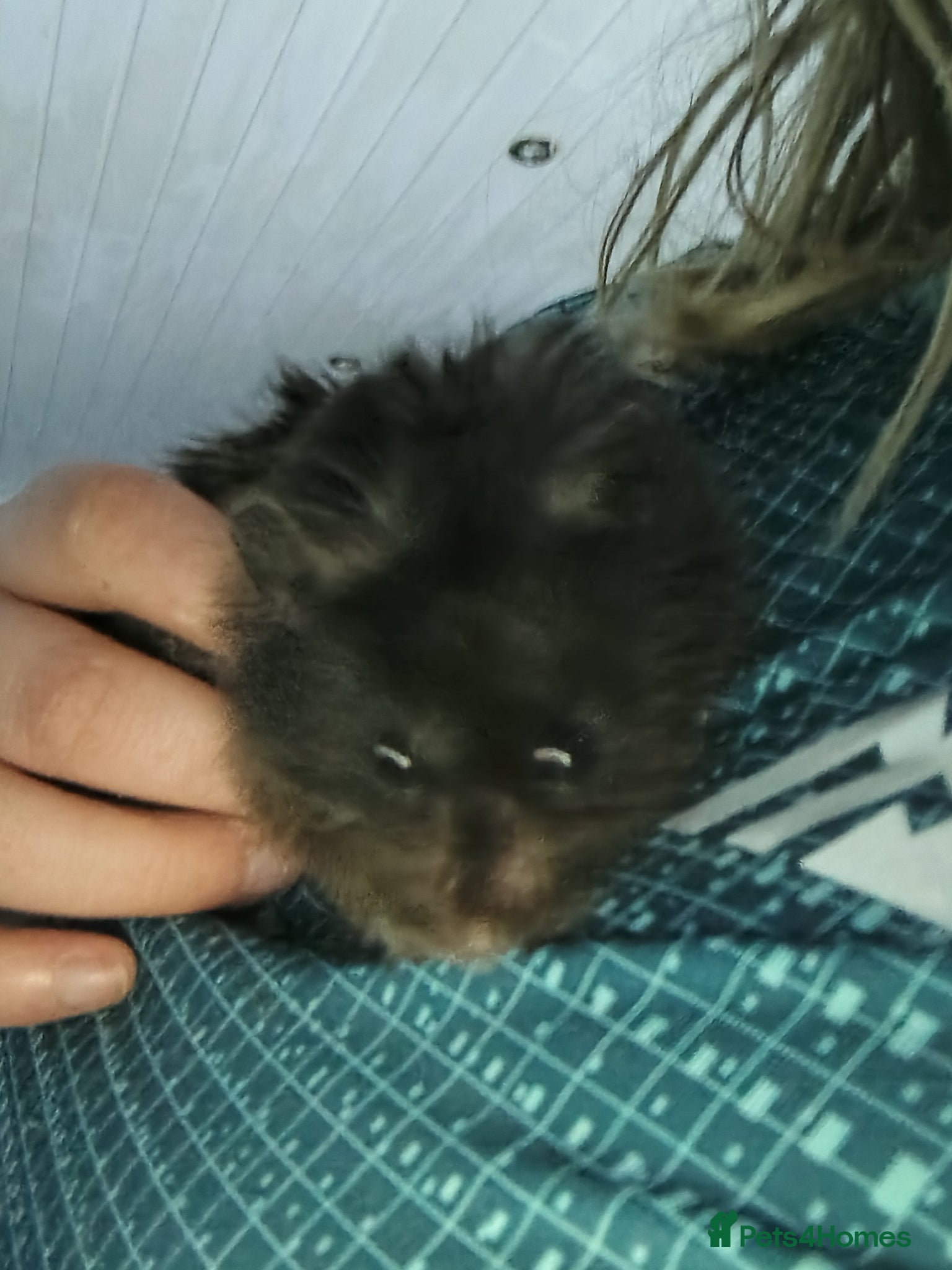 Hamster rodents Syrian hamster for sale - Advert 1