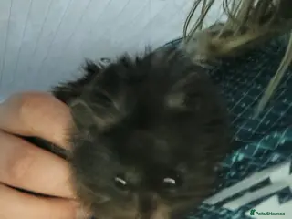 Hamster rodents Syrian hamster for sale - Advert 1