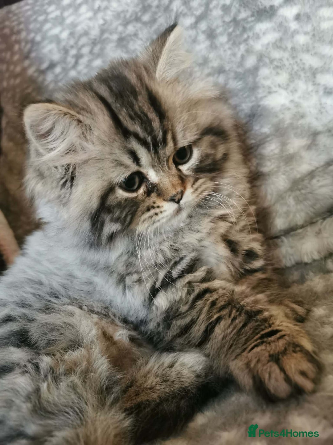 British Longhair cats for sale: Gorgeous British Longhair Girl – Ready Now - Advert 6