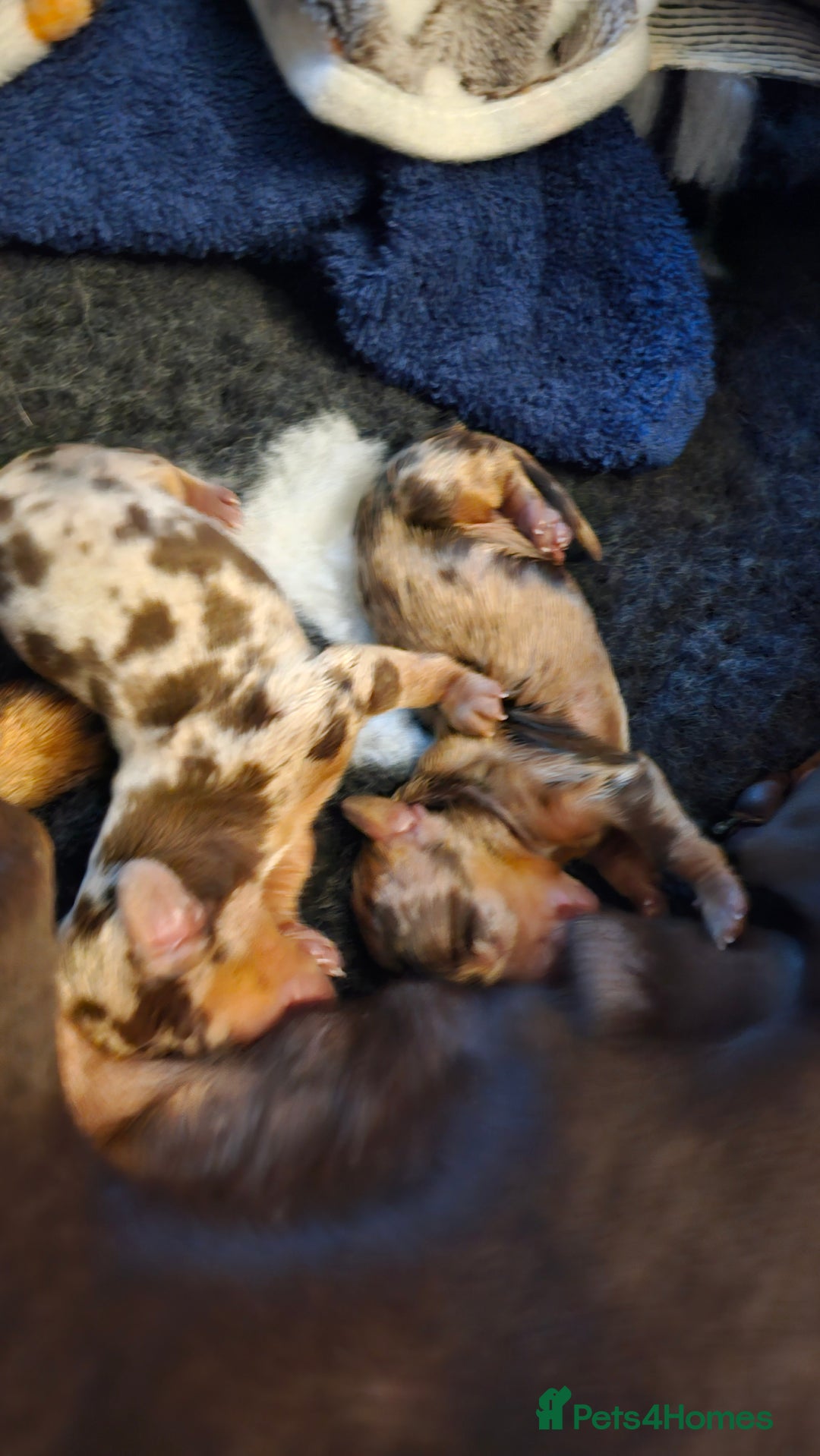 Miniature Dachshund dogs for sale: Two Beautiful Boys - Advert 20