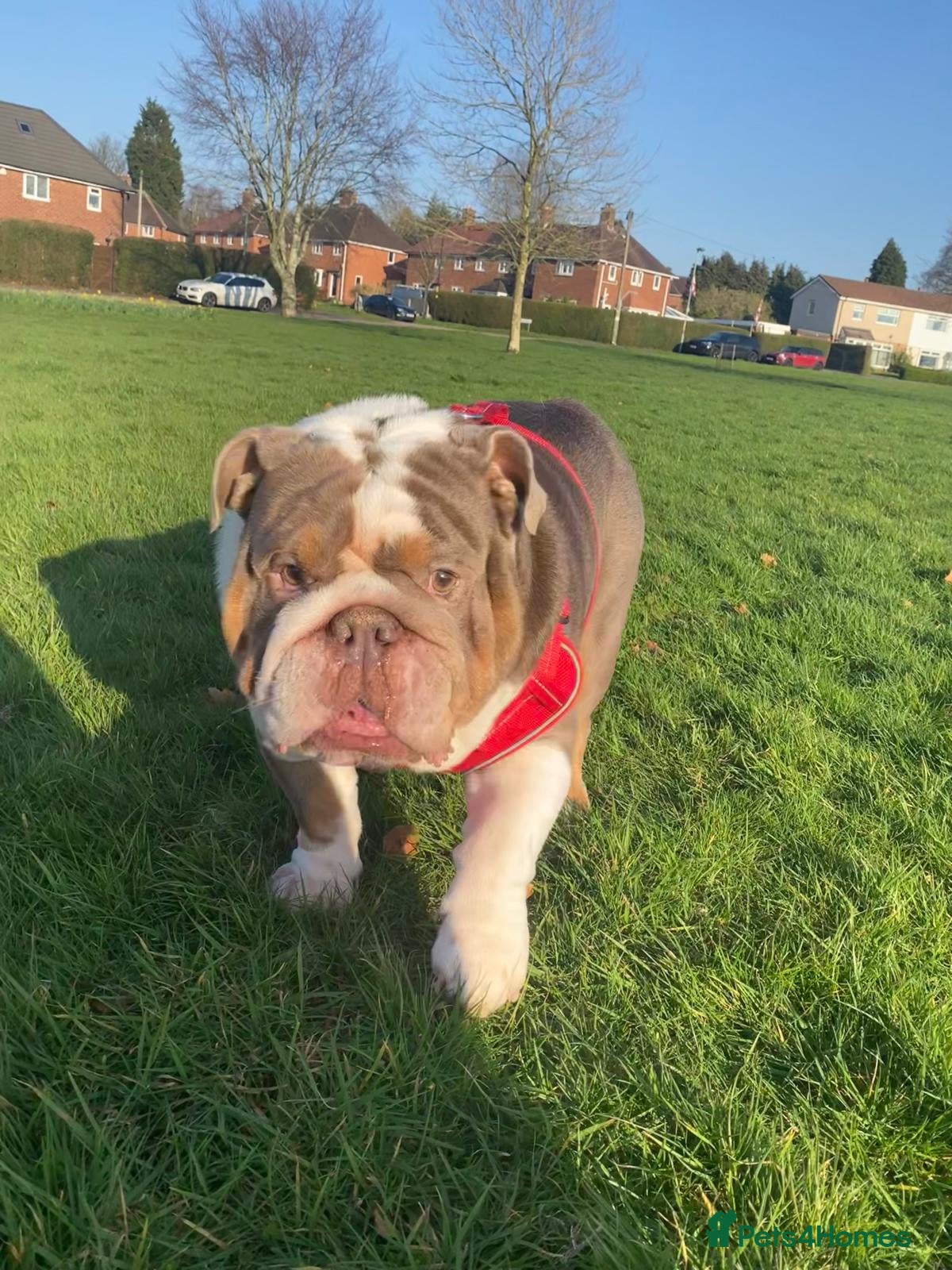 English Bulldog dogs My Beautiful English Bulldog Needs a Forever Home  in Sutton Coldfield - Advert 15