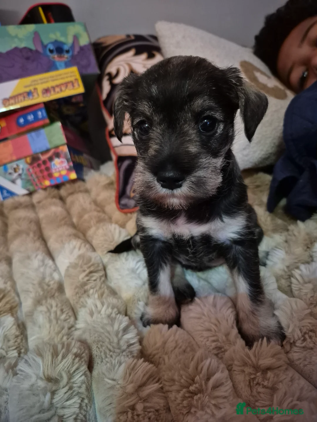 Miniature Schnauzer dogs for sale: Adorable Miniature Shnauzer ,SOLD - Advert 9