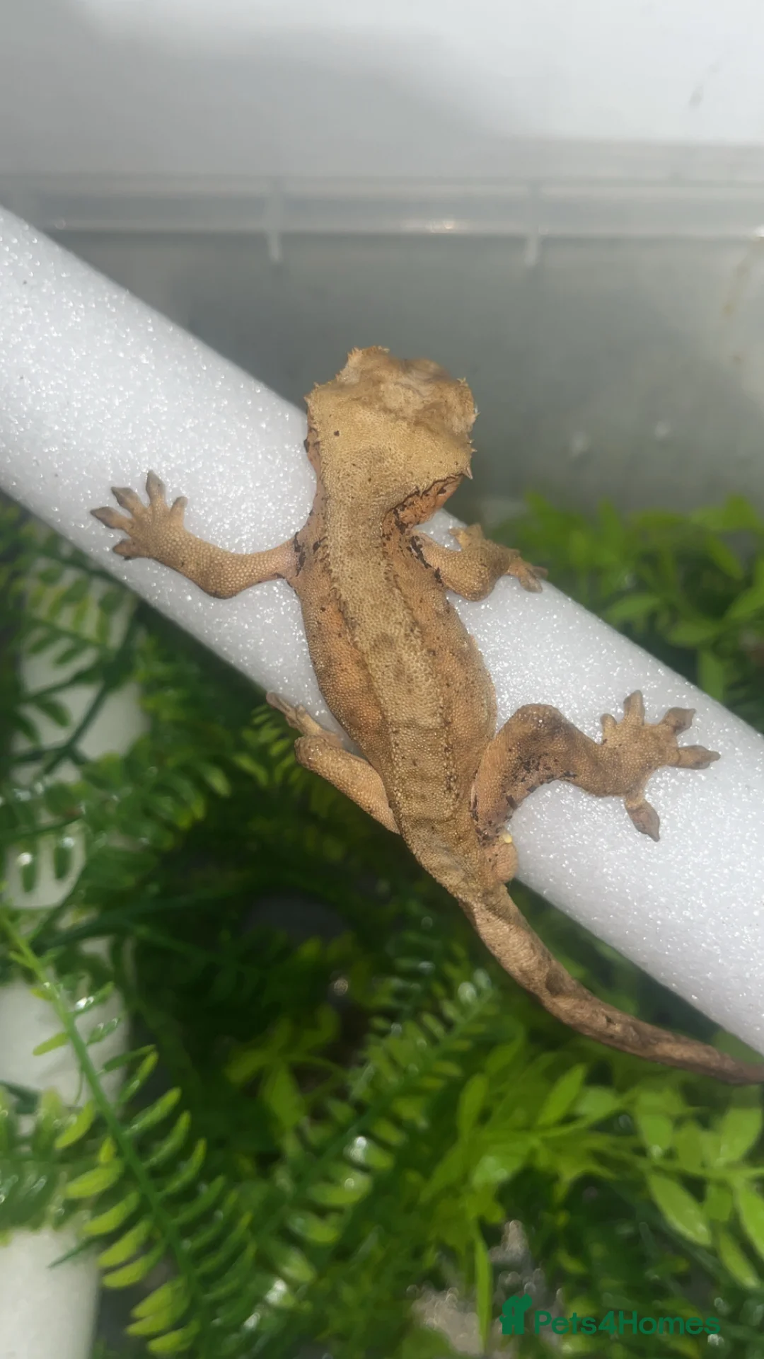 Gecko reptiles for sale: Crested gecko - Advert 5