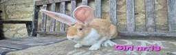 Continental Giant rabbits for sale: VACCINATED Pure Continental Giant  - Advert 20