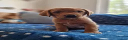 Springador dogs for sale: Wonderful Springador Puppies  - Advert 17
