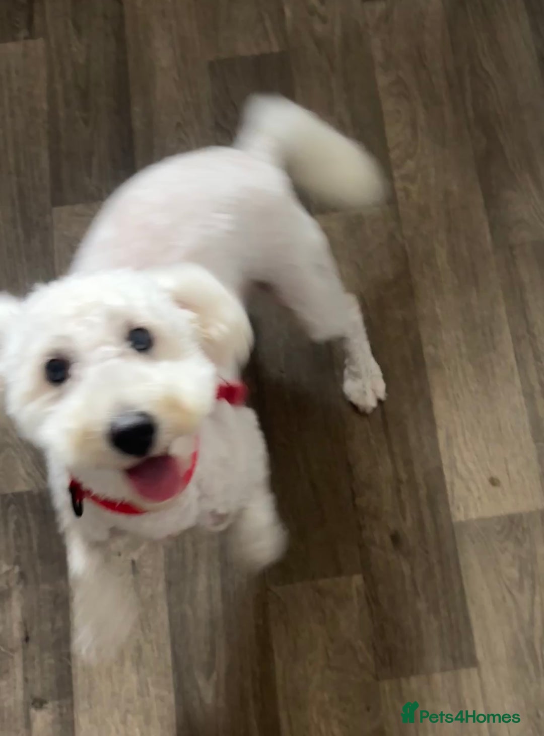 Poochon dogs for sale: Lovely sweet girl looking for her forever home - Image 4