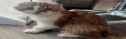 Scottish Fold cats for sale: beautiful and lovely scottish fold boy kitten  in Cheadle - Advert 6