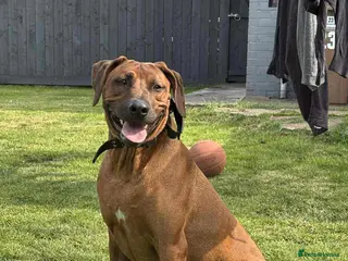 Rhodesian Ridgeback dogs Rhodesian Ridgeback Adult male - Advert 13