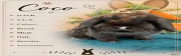 Mini Lop rabbits for sale: Pure bred mini lops  - Advert 5