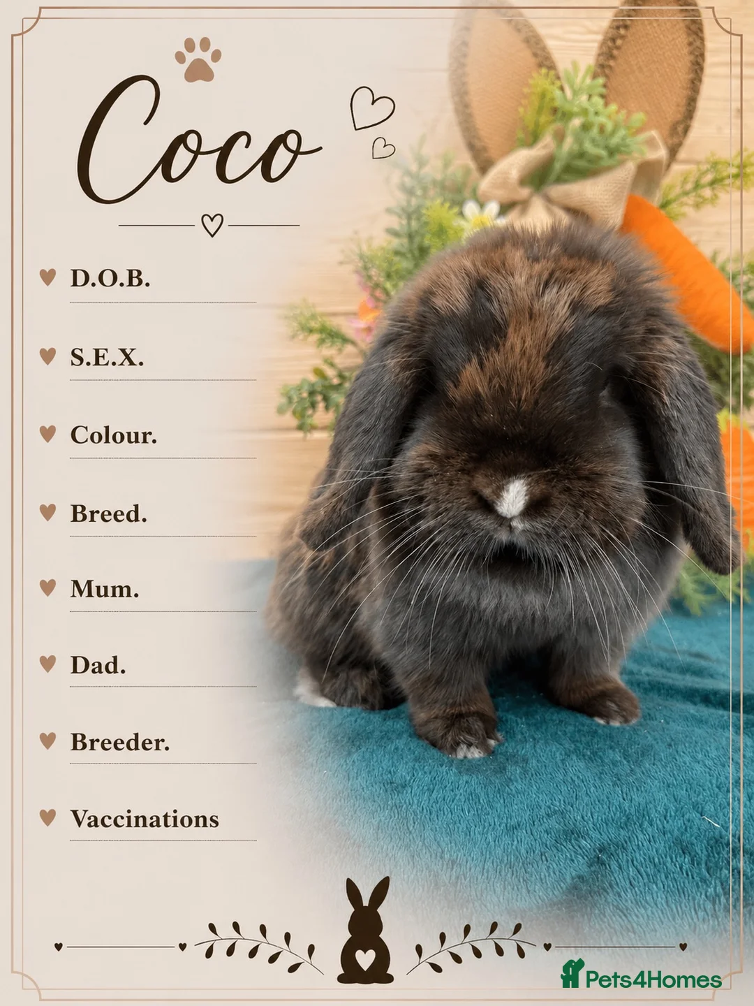 Mini Lop rabbits for sale: Pure bred mini lops  - Advert 5