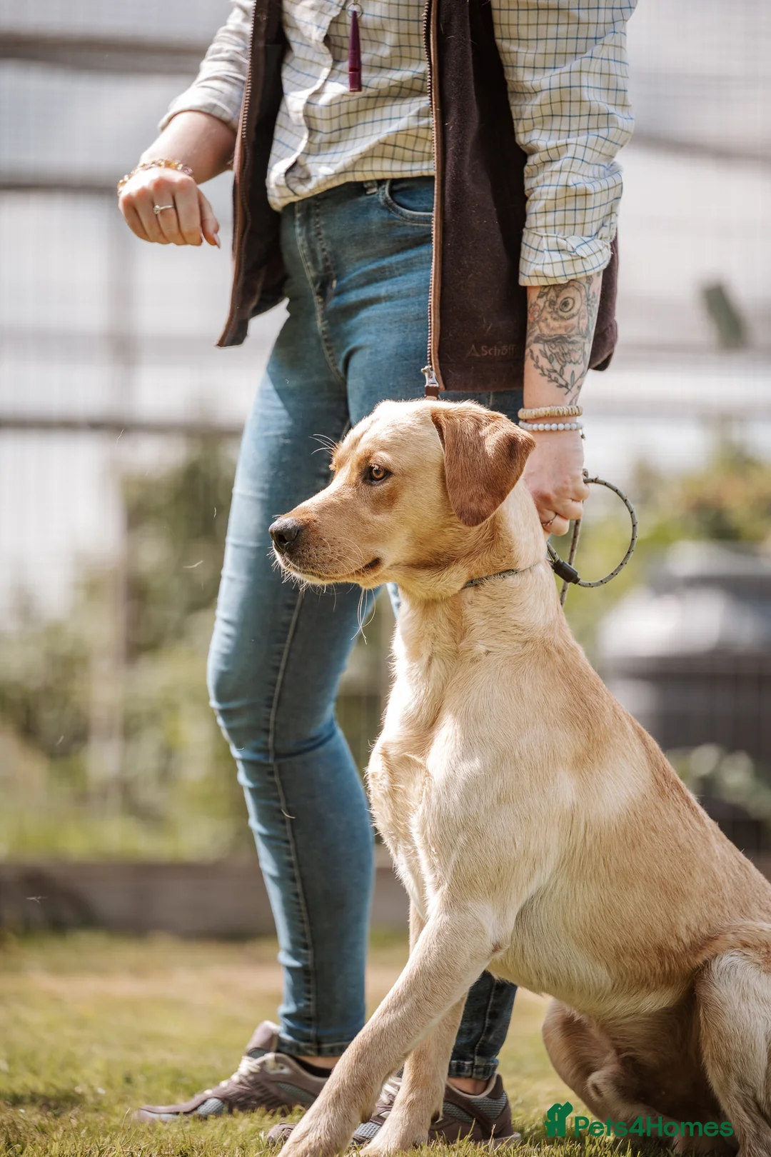 Mixed Breed dogs for sale: Working Line Springador pups! - Advert 17