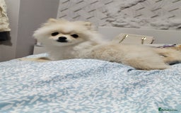 Pomeranian dogs for sale: Baby Teacup pomeranian boy  - Image 1