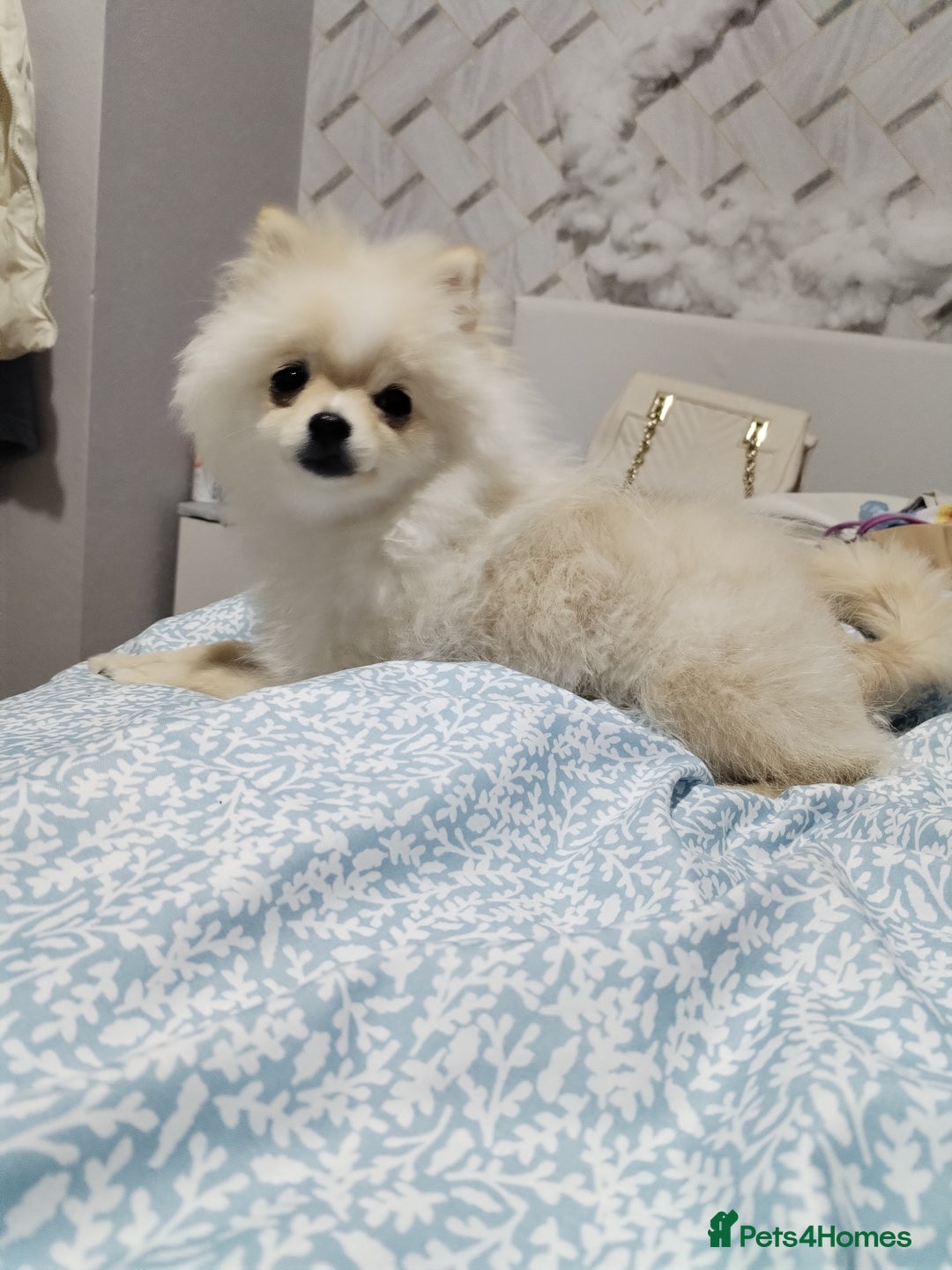 Pomeranian dogs for sale: Baby Teacup pomeranian boy  - Image 1