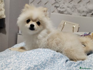 Pomeranian dogs - Advert 16