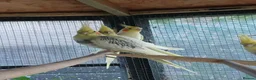 Cockatiels birds for sale: Baby cockatiels for sale, ready now - Advert 10