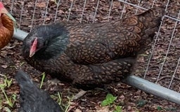 Chickens poultry for sale: Barnevelder - Image 3