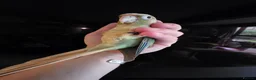 Conures birds for sale:  Hand readed Mooncheek Conure with Full Setup  in Montacute - Advert 12
