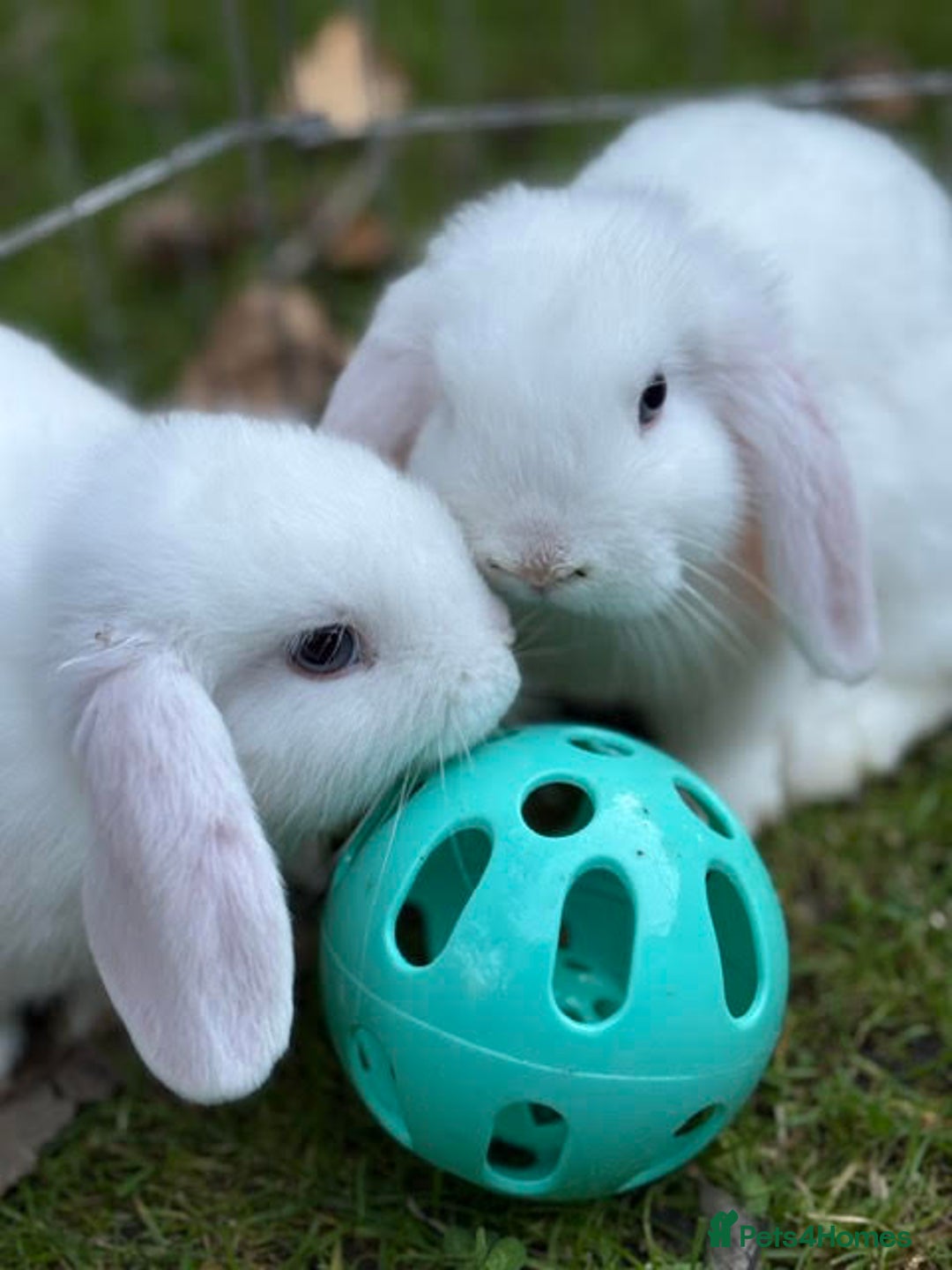 Mini Lop rabbits for sale: Mini Lop Male Twins Ready Now - Image 5