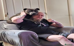Mixed Breed dogs for sale: 8 Puppies - 3/4 blue staff 1/4 whipit  in Cradley Heath - Image 3