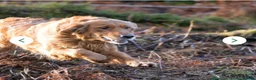 Golden Retriever dogs for sale: FIELD GOLDEN RETRIEVER  - Advert 3