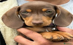 Miniature Dachshund dogs for sale: Lovingly Raised, Uniquely Special Pups - Image 1