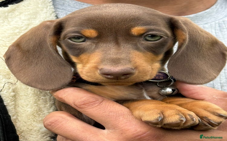 Miniature Dachshund dogs - Advert 3