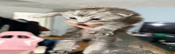 Maine Coon cats for sale: Beautiful pedigree Mainecoon kittens - Advert 15