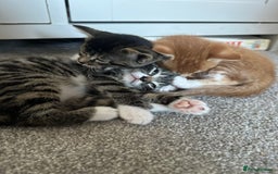 Domestic Shorthair cats for sale: 3 beautiful kittens for sale.  - Image 8