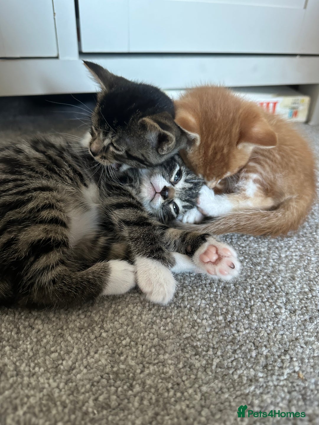 Domestic Shorthair cats for sale: 3 beautiful kittens for sale.  - Image 8