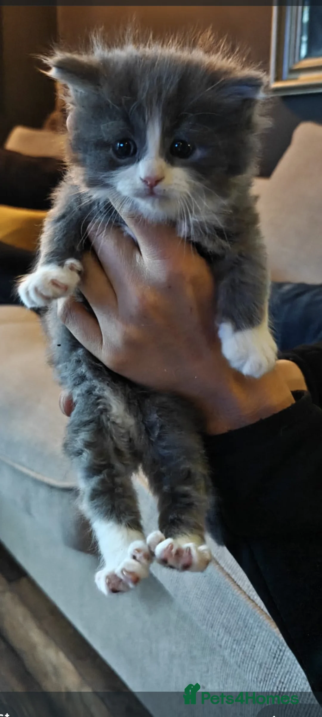 Persian cats for sale: Beautiful Persian/ Norwegian forest kittens  - Advert 5