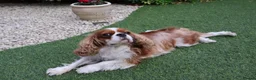 Cavalier King Charles Spaniel dogs for sale: Skye: Fully Trained Pedigree Cavalier - Kind Girl - Advert 9