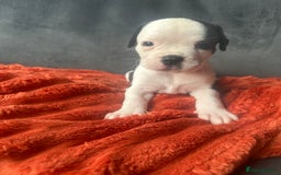 Mixed Breed dogs for sale: Cane corso x staffy  - Image 36