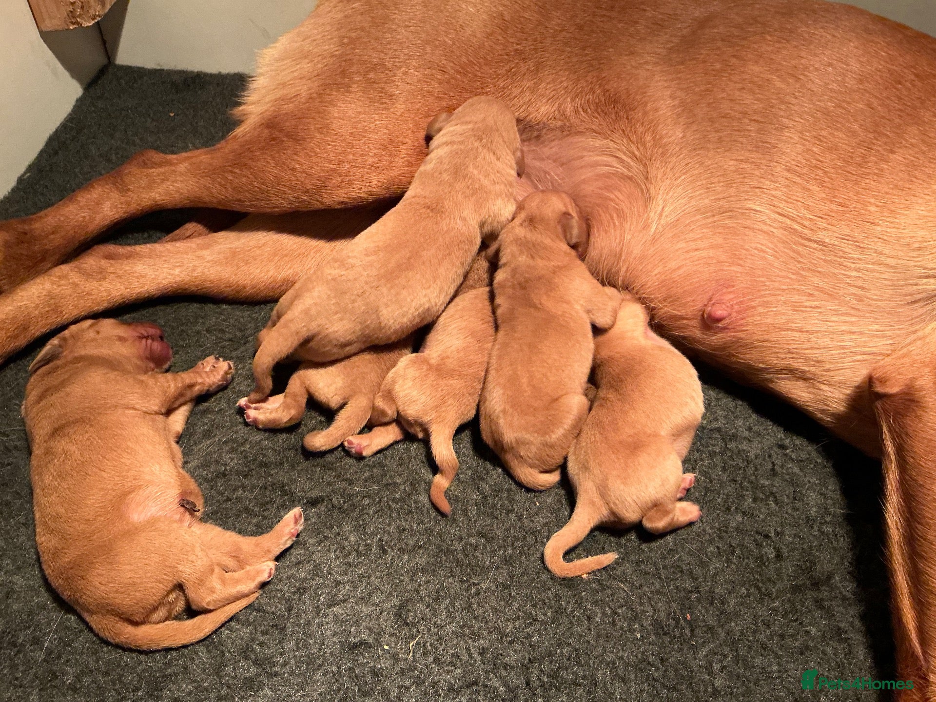 Labrador Retriever dogs KC Red Labrador pups for sale  - Advert 1