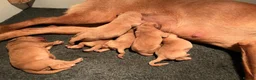 Labrador Retriever dogs for sale: KC Red Labrador pups for sale  in Kidderminster - Advert 1