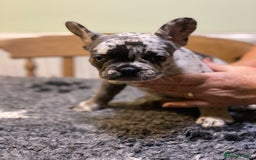 French Bulldog dogs for sale: Stunning healthy French bull dog puppies  - Image 7