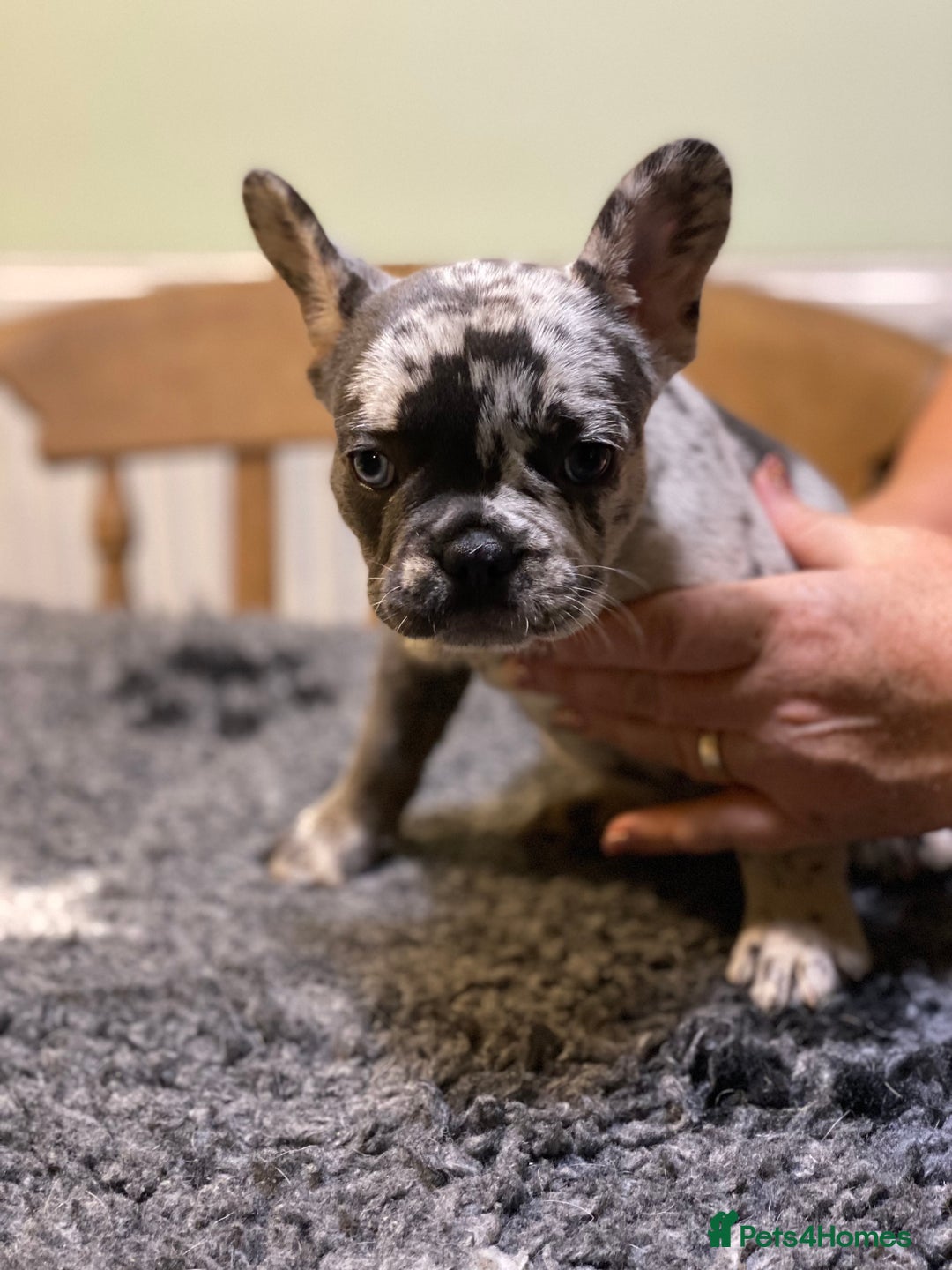 French Bulldog dogs for sale: Stunning healthy French bull dog puppies  - Image 7