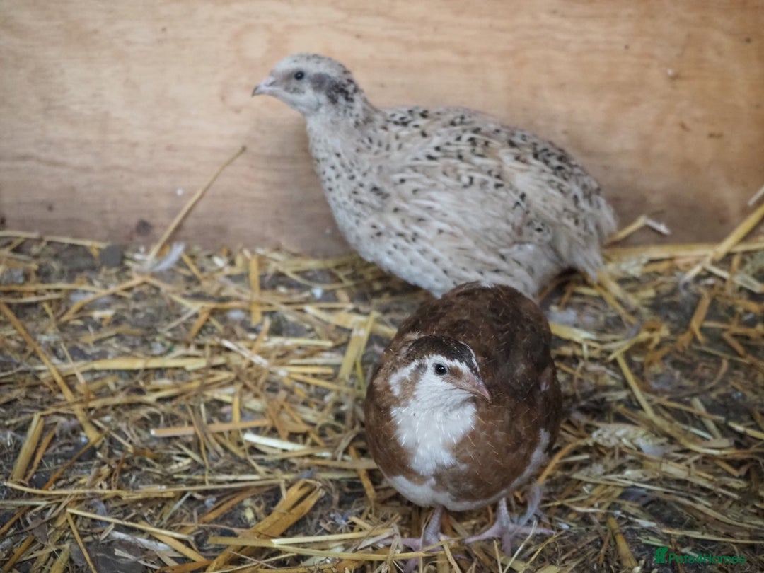 Quail poultry for sale: Jumbo Quail. Big Birds, Great Layers, Colours !!! - Image 3