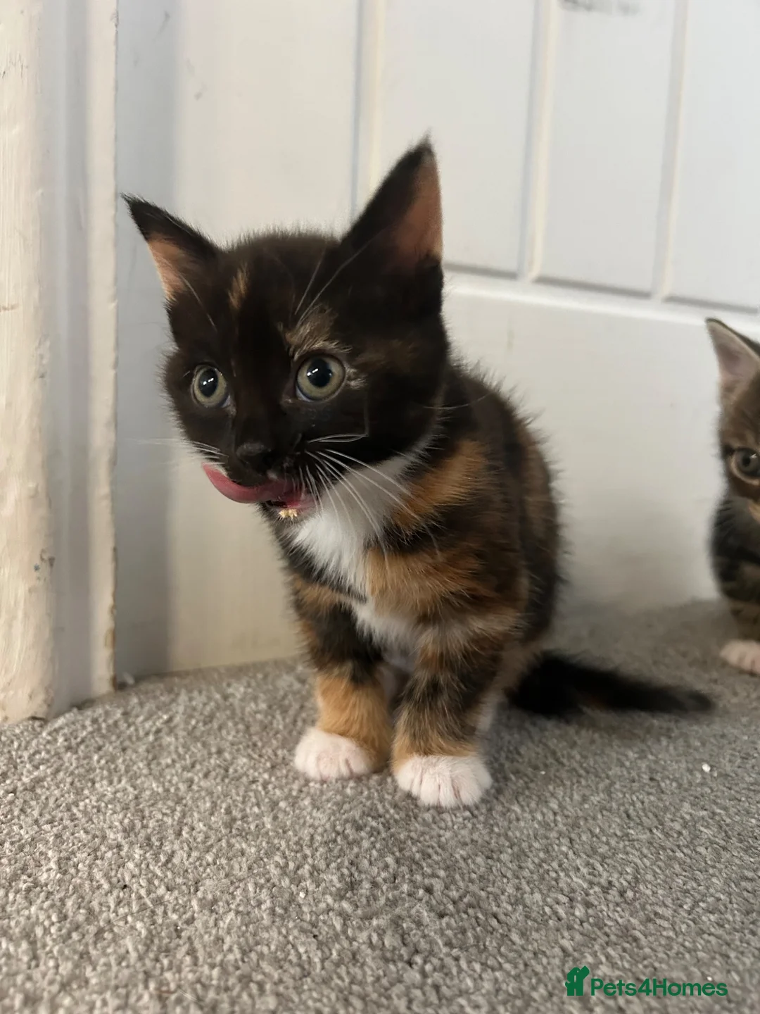 Mixed Breed cats for sale: British short hair Cross - Advert 22