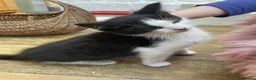 British Longhair cats for sale: Black & White kittens in Northampton - Advert 3