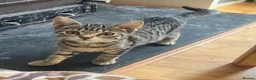 Mixed Breed cats for sale: 4 month old kittens - Advert 5