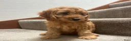Mini Goldendoodle dogs for sale: Miniature Goldendoodle in Paisley - Advert 5