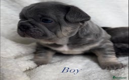 French Bulldog dogs for sale: Frenchie pups KC Registered  - Image 24