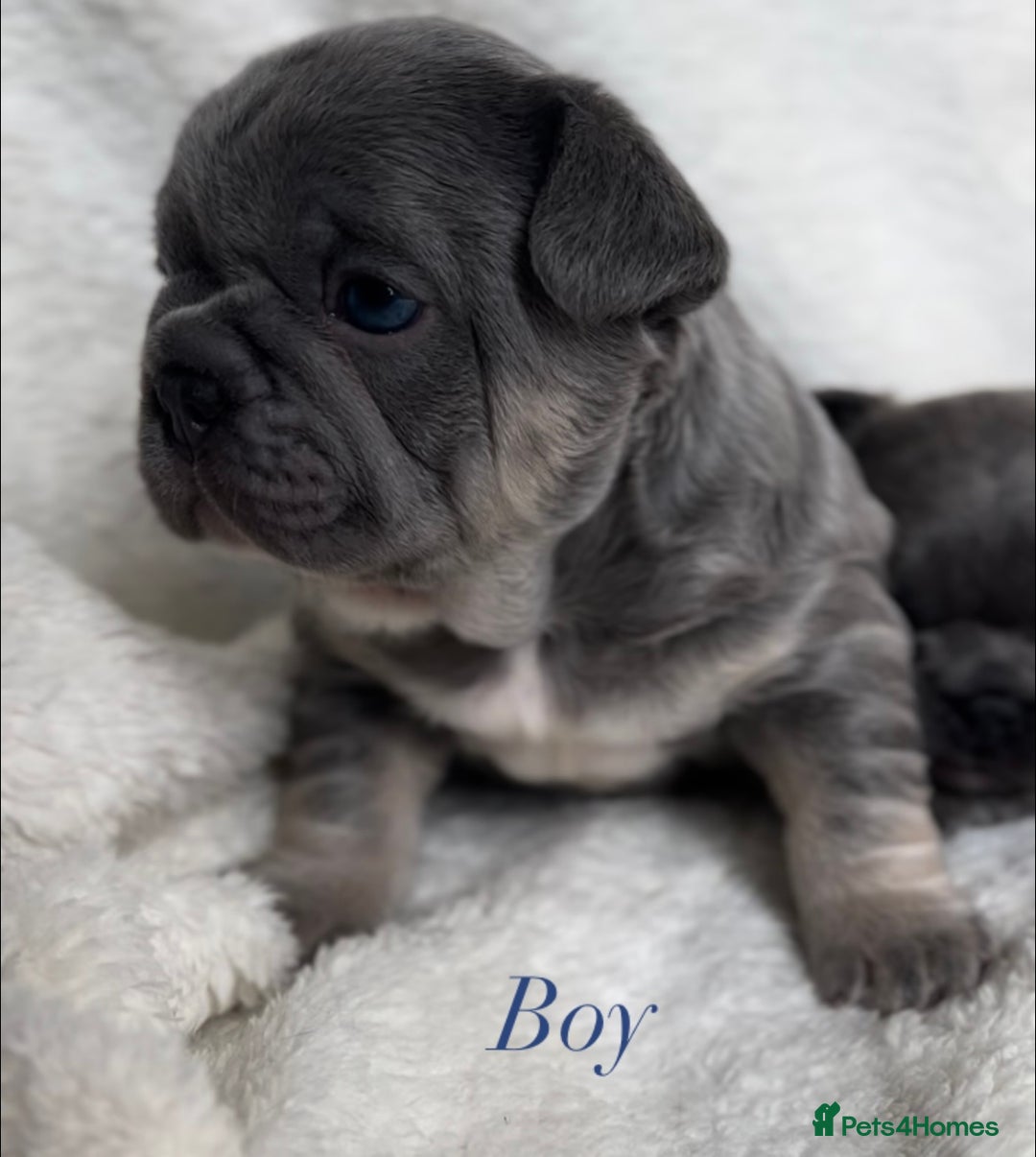 French Bulldog dogs for sale: Frenchie pups KC Registered  - Image 24