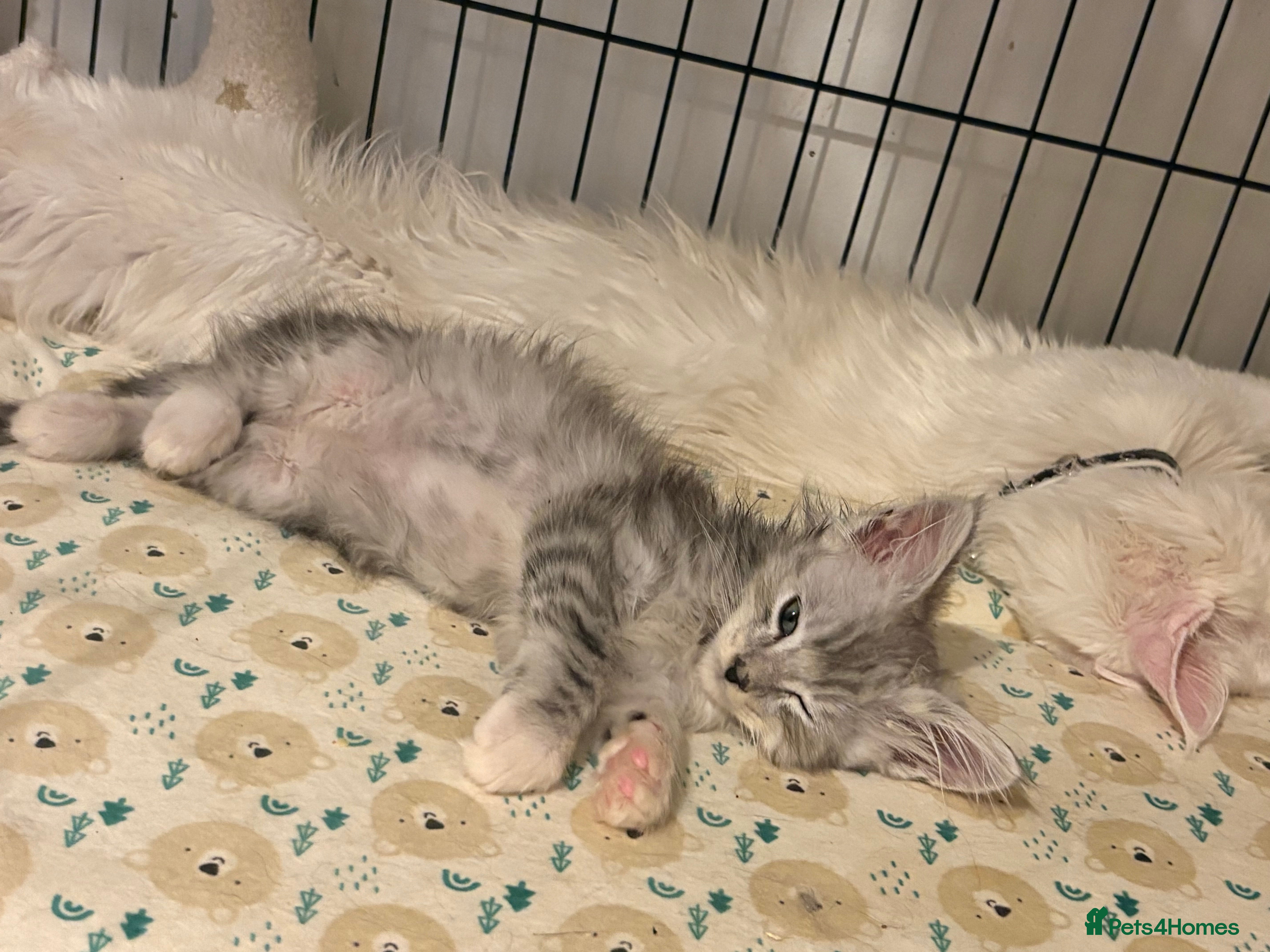 Maine Coon cats Maincoon X Ragdoll last kitten - Advert 1