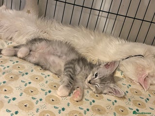 Maine Coon cats Maincoon X Ragdoll last kitten - Advert 1