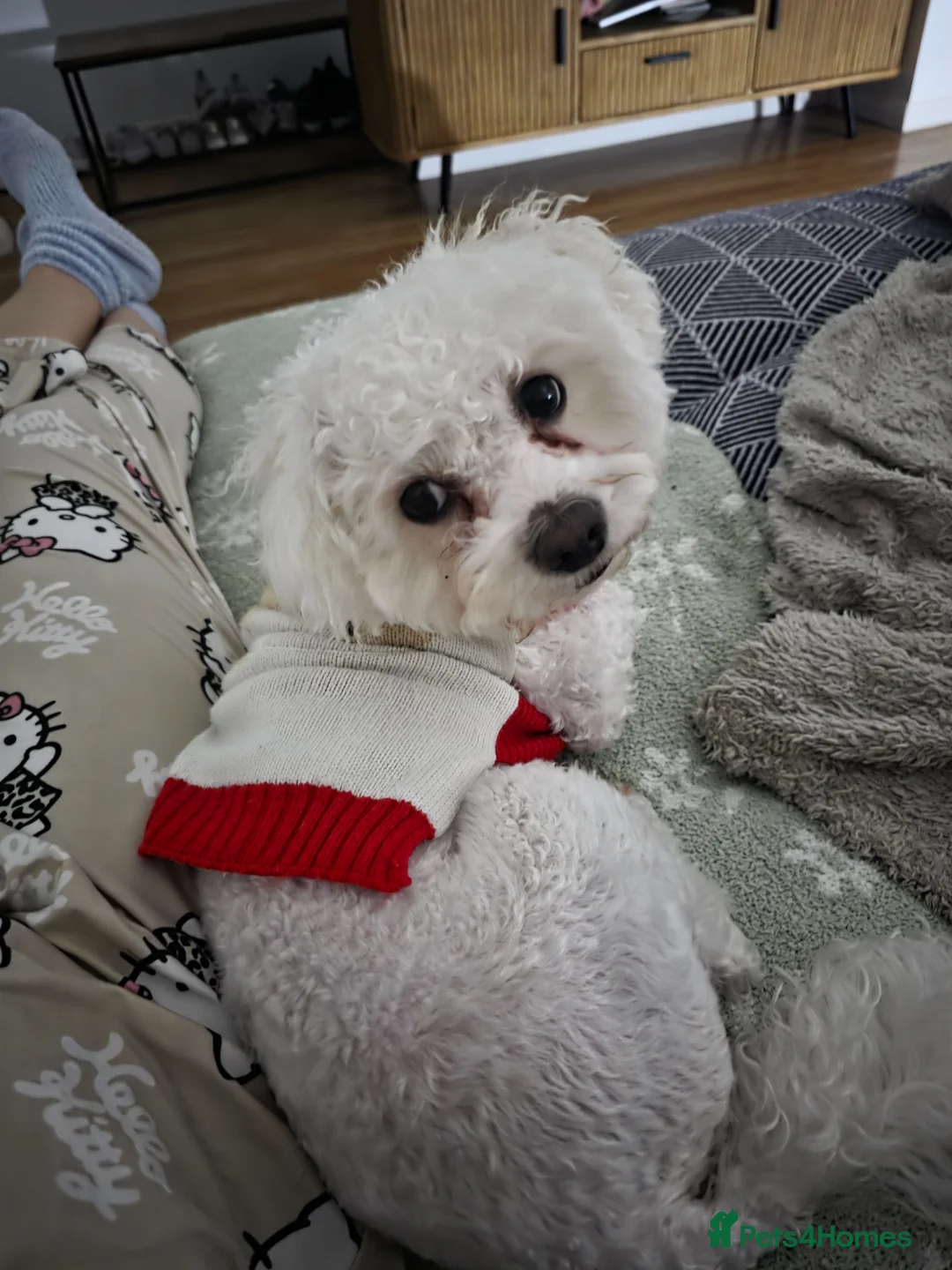 Bichon Frise dogs for stud: Dog for stud in Boston - Advert 2