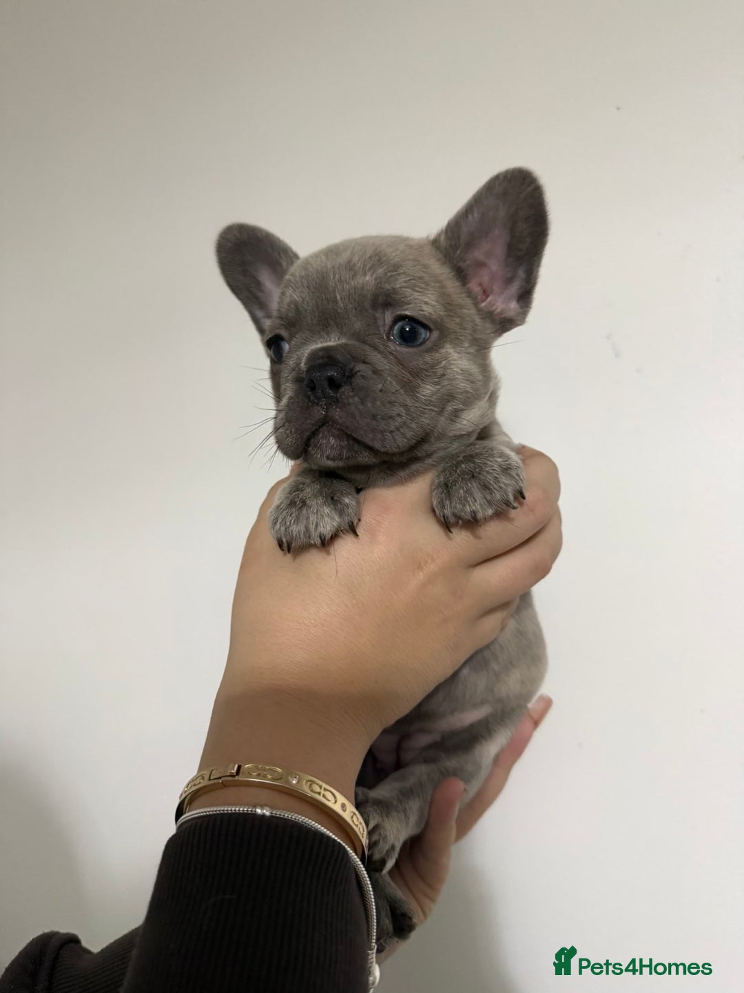 French Bulldog dogs for sale: Quality french bulldogs for sale - Advert 10