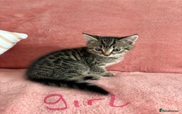 Domestic Shorthair cats for sale: 2 male 1 female Tabby domestic cats - Image 1